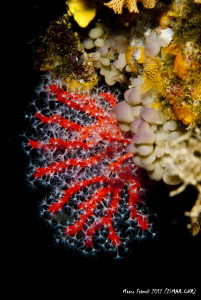 The red tree (Corallium rubrum) by Marco Faimali (ismar-Cnr) 